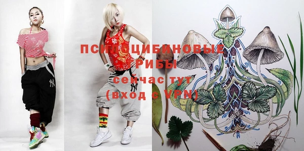 гашик Карпинск