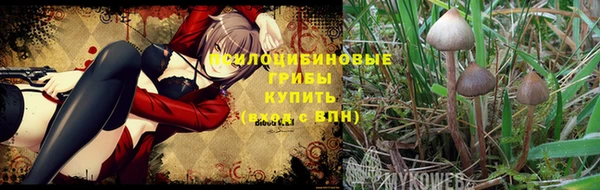 гашик Карпинск